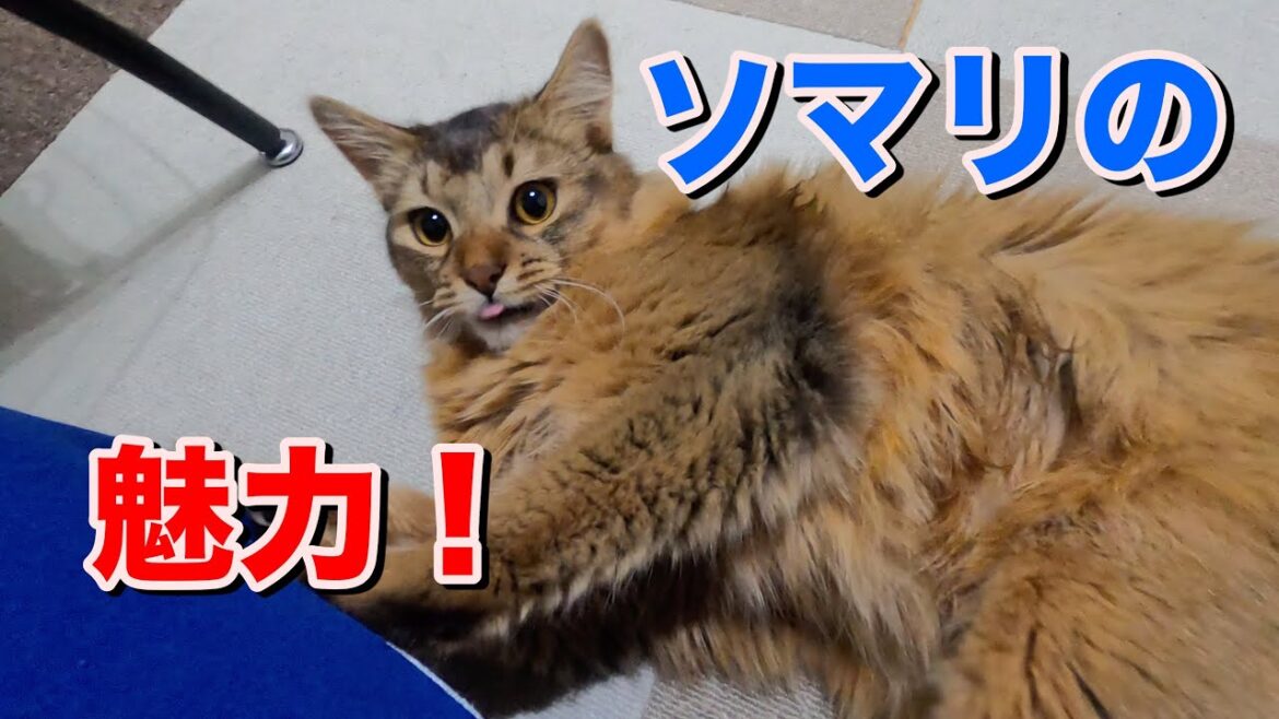 なぜソマリを選んだのか ーこの子しかいない!ー【猫動画】 なぜソマリを選んだのか ーこの子しかいない!ー【猫動画】