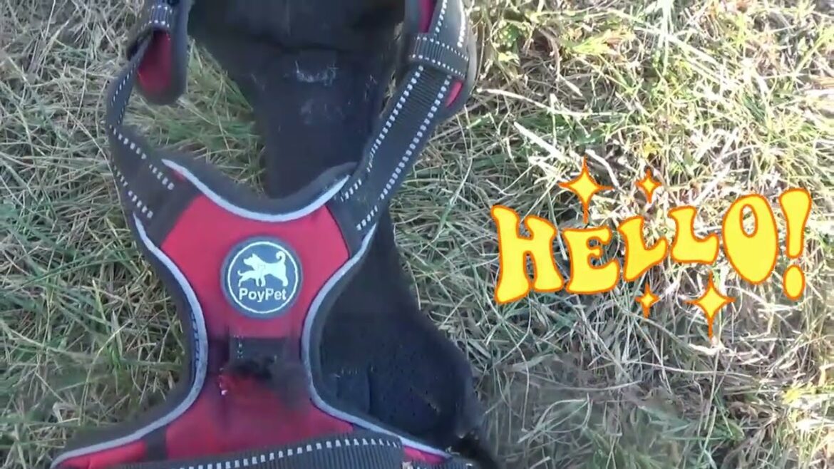 中型犬でも筋肉質なスタッフォードシャーテリアミックスのパックス、引っ張ってハーネスがブチって切れた！ボール遊びと犬の穴掘り　ちょっと愚痴、【Staffordshire Terrier Mix 】