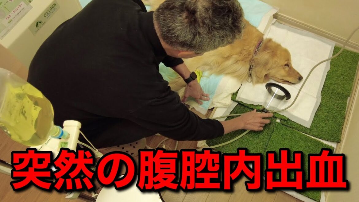 散歩中に容態が急変。お腹の中で出血が起こりいままでで一番危ない状況で戦っています。【メイプル闘病記#69】