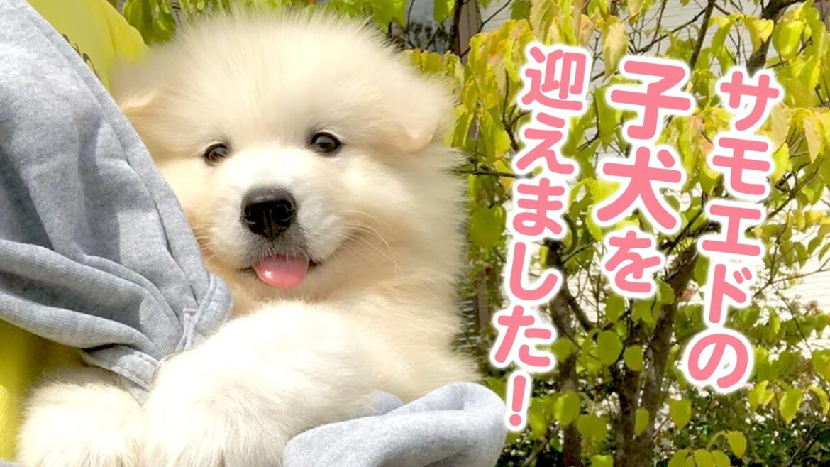 笑顔が可愛いサモエドの子犬サニーくん✨ お迎えして10ヶ月が経って♡