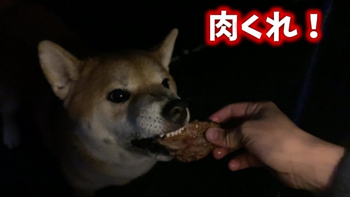 【柴犬と北海道旅行】キャンプ場で初めてのグランピング！近隣でヒグマ出没する中、暗闇バーベキューをしてみた！