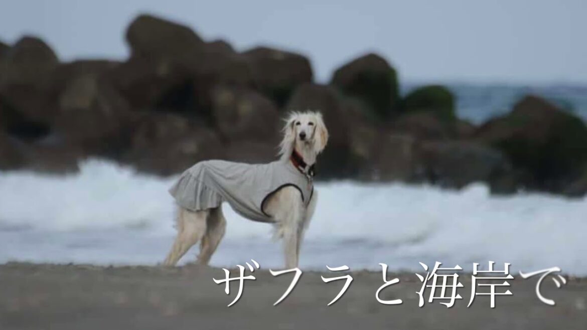 【サルーキ】ザフラ 一緒に海岸で… 2021.02.12