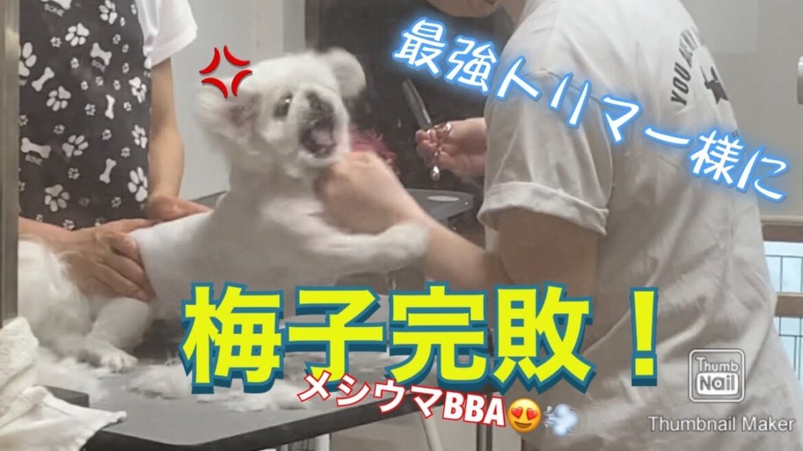 【ペキニーズ】梅子が完敗！最強トリマー様降臨！BBAと長女の恨みを晴らすメシウマなプロの技を見てｗｗｗ