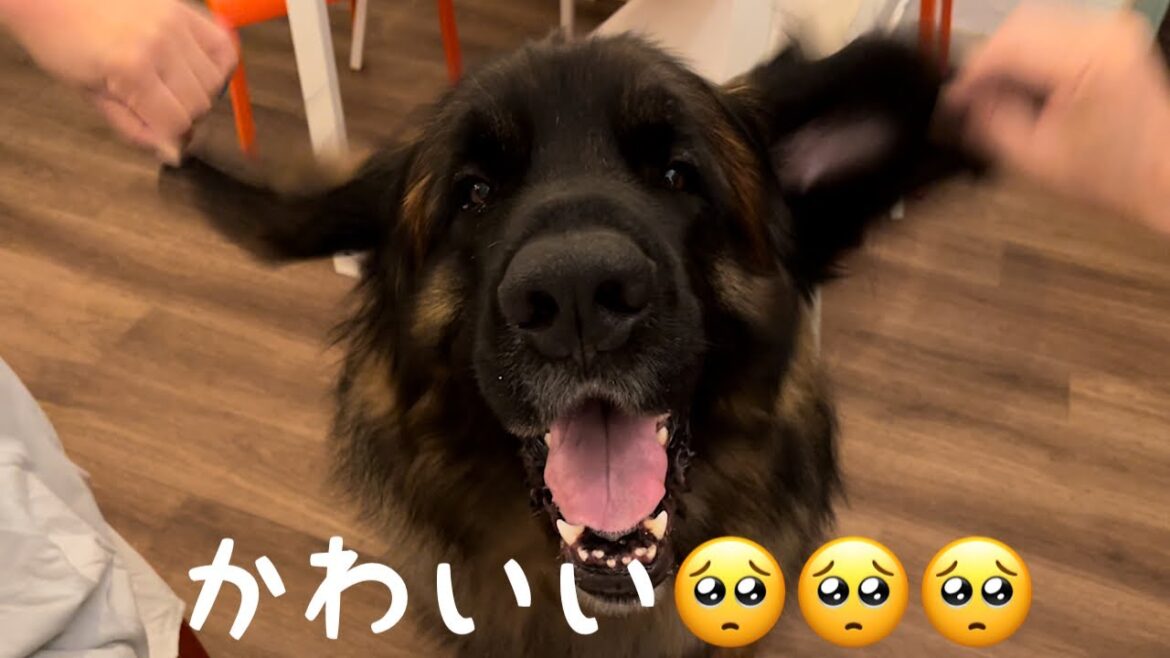 【レオンベルガー】ママ&パパに絡まれまくるがまんざらでもない海君がかわいすぎる🥺【もふもふ】
