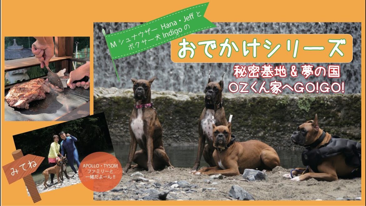 【Mシュナウザー Hana & Jeff と ボクサー犬 Indigo】難波のイアン・ソープの特訓を受けるも撃沈、抱っこをせがむIndigo & 夢の国に行ってきたよVol.2