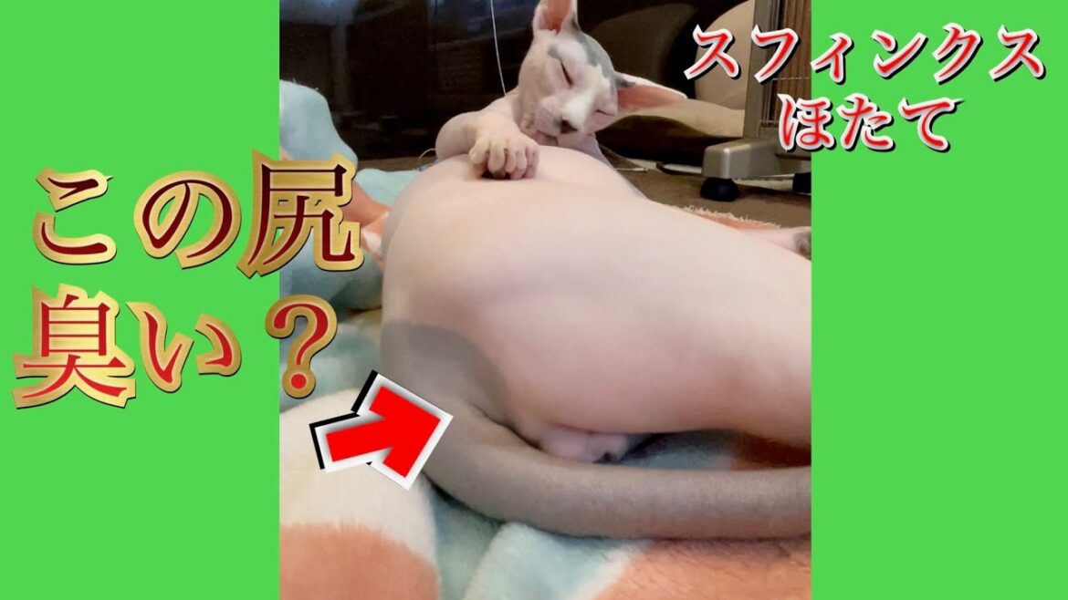 ほたて猫のお尻は臭いらしいです【スフィンクス　猫】