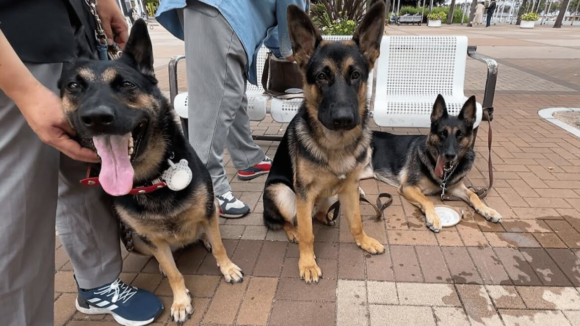 ペット博へ行ったら、お姉さん犬にお会いしました!【ジャーマンシェパード】 ペット博へ行ったら、お姉さん犬にお会いしました!【ジャーマンシェパード】