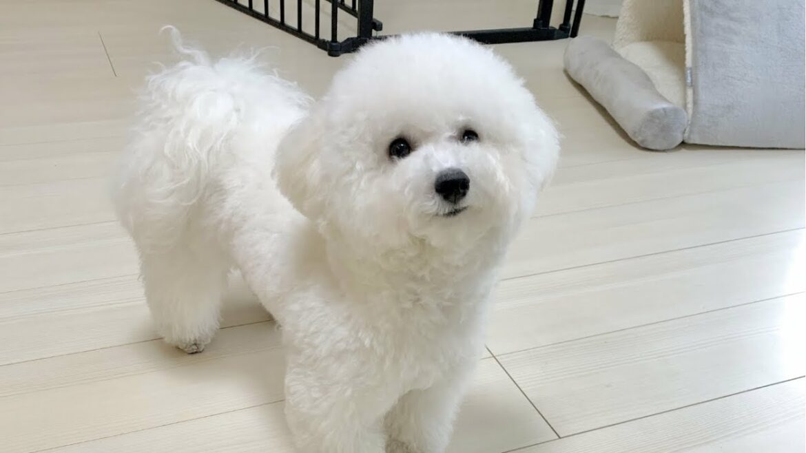 何かを要求して甘えた声を出す愛犬【ビションフリーゼ】 何かを要求して甘えた声を出す愛犬【ビションフリーゼ】