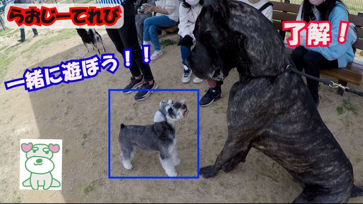 【ミニチュアシュナウザーは頑固?】とってもがんこです!勇敢ですけど!らおじーてれび 【ミニチュアシュナウザーは頑固?】とってもがんこです!勇敢ですけど!らおじーてれび