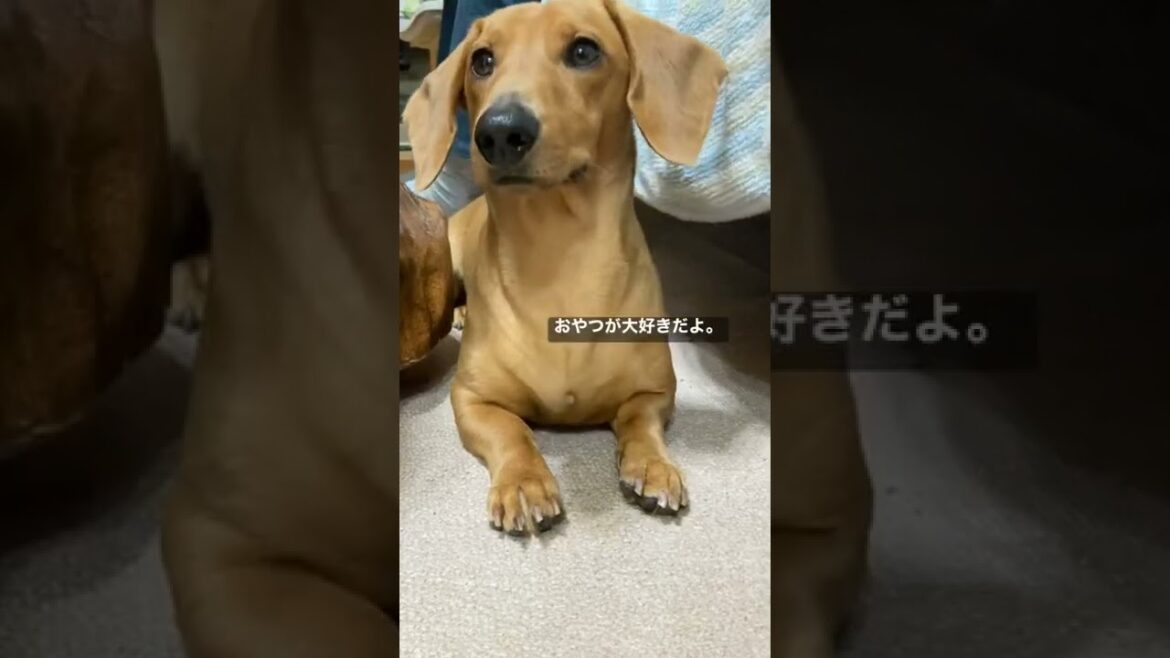 スムースダックスフンドの日常。#shorts #犬