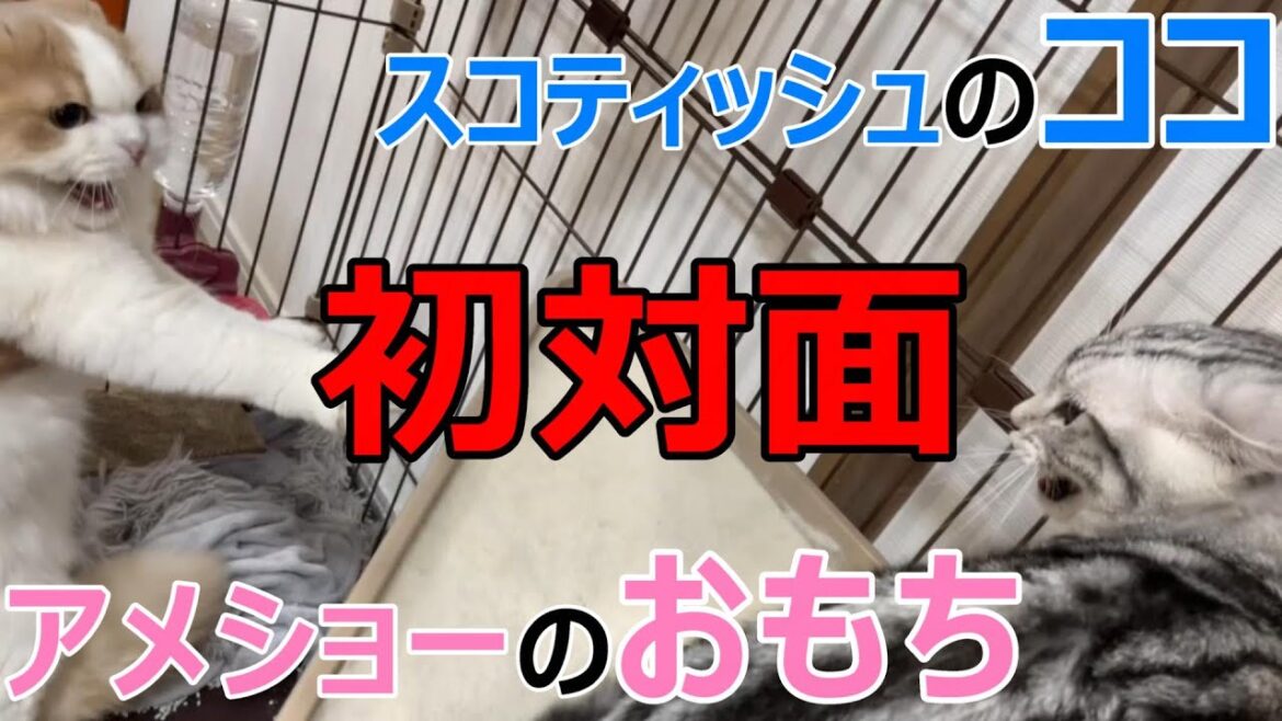スコテッシュとアメショーの初対面がすごすぎたｗ【ココとおもち初対面】【スコティッシュ・フォールド】【アメリカン・ショートヘア】【子猫同士】