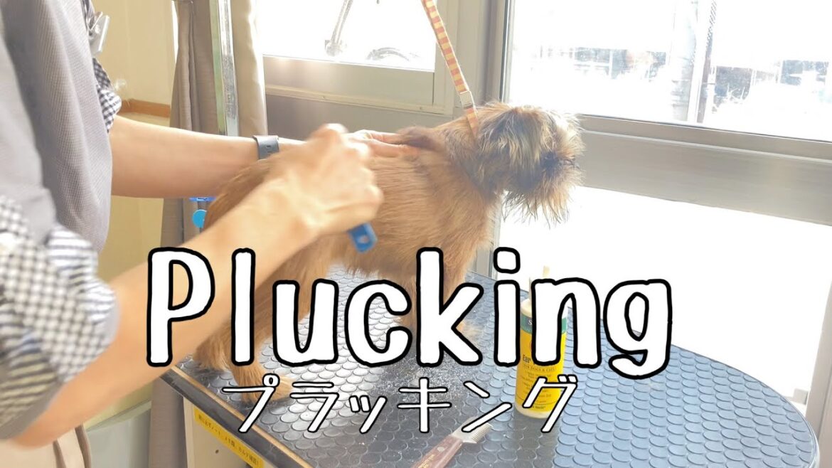 ブリュッセルグリフォンのプラッキング［兵庫ペット医療センター トリミング尼崎本院］Happy dog glooming