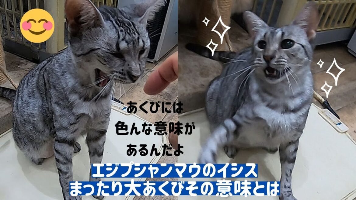 エジプシャンマウのイシスまったり大あくびその意味とはYawn of Egyptian Mau