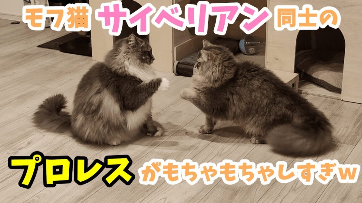 モフ猫サイベリアンがプロレスを始めるとこうなる…ww【サイベリアンのラフィ#234】