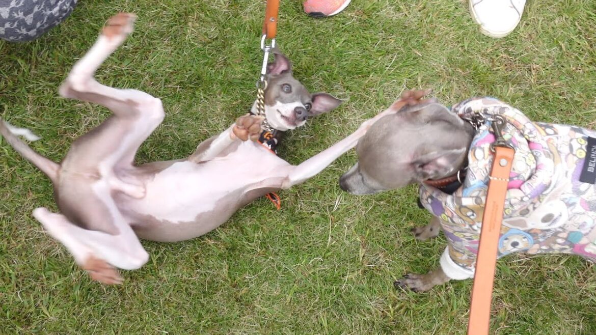 イタグレフェスタで出会った天使ちゃん達がコチラ！！！