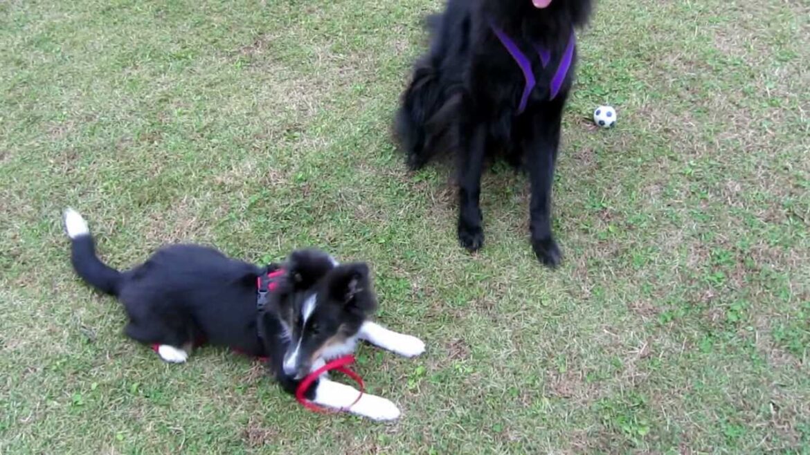 子犬に教育的指導する成犬（シェルティ・グローネンダール）