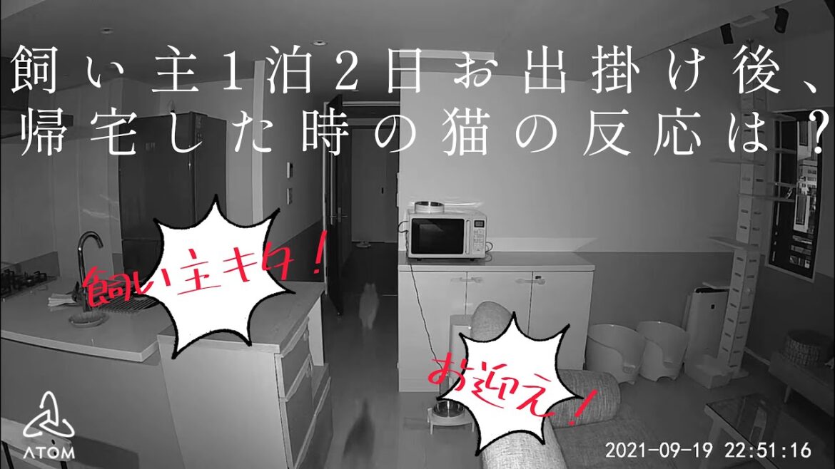 【アメリカンカール・ソマリ】猫姉妹お留守番1泊2日！飼い主が帰ってきた時の反応はこちらです、、、！