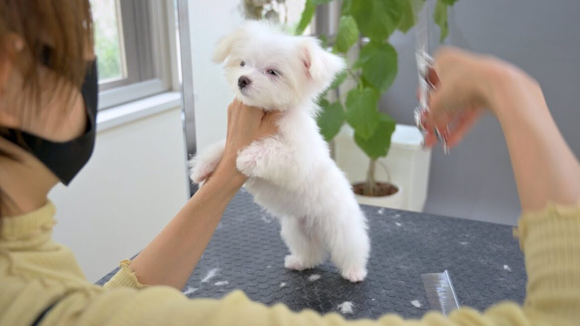 この可愛さ手に負えません（マルチーズ 子犬）