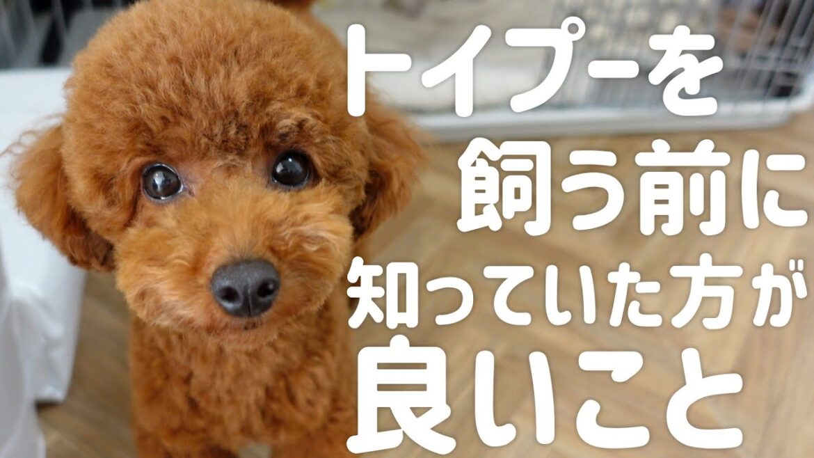 【知らないと後悔】トイプードルを飼う前に知っておきたいこと5選。