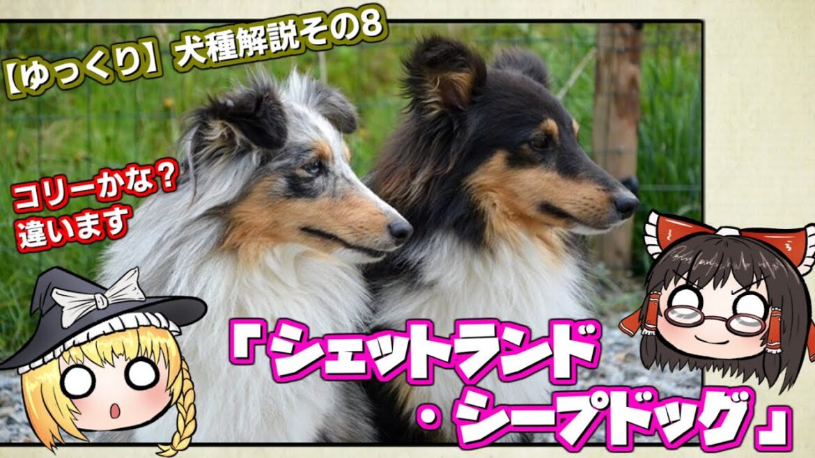 ちっちゃいコリー!?「シェットランド・シープドッグ」【犬種解説】その8 ちっちゃいコリー!?「シェットランド・シープドッグ」【犬種解説】その8