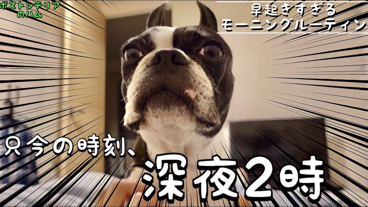 早朝に起こされる。。。早起きすぎるハムのモーニングルーティン