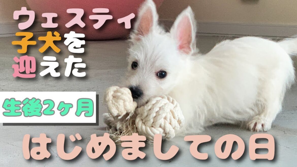 【子犬がきた！】３匹目のウェスティを迎えたよ！我が家に家族が増えた初日を観察