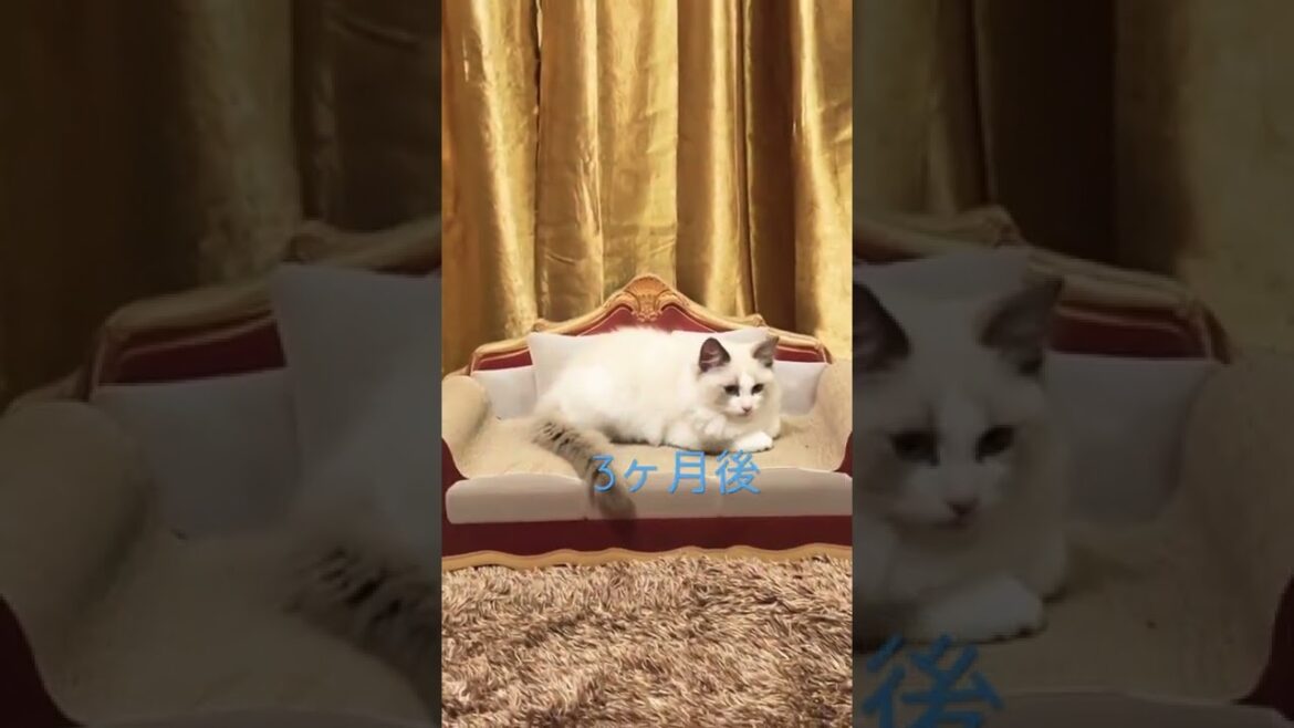 オスラグドールの凄まじい成長スピード