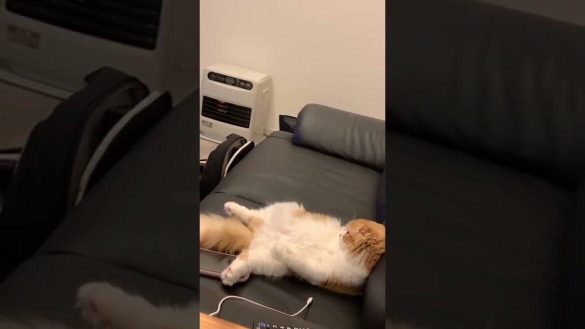 人間が憑依した子猫【スコティッシュフォールド】