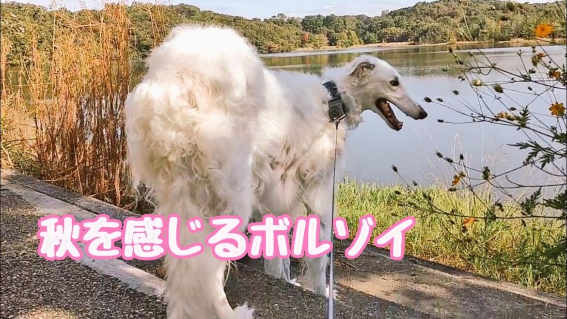 秋空 をながめて緑の中を大型犬ボルゾイと散策