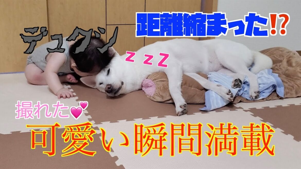 【犬と赤ちゃん】可愛いの撮れました！紀州犬のじゅ子と弟の成長日記#4