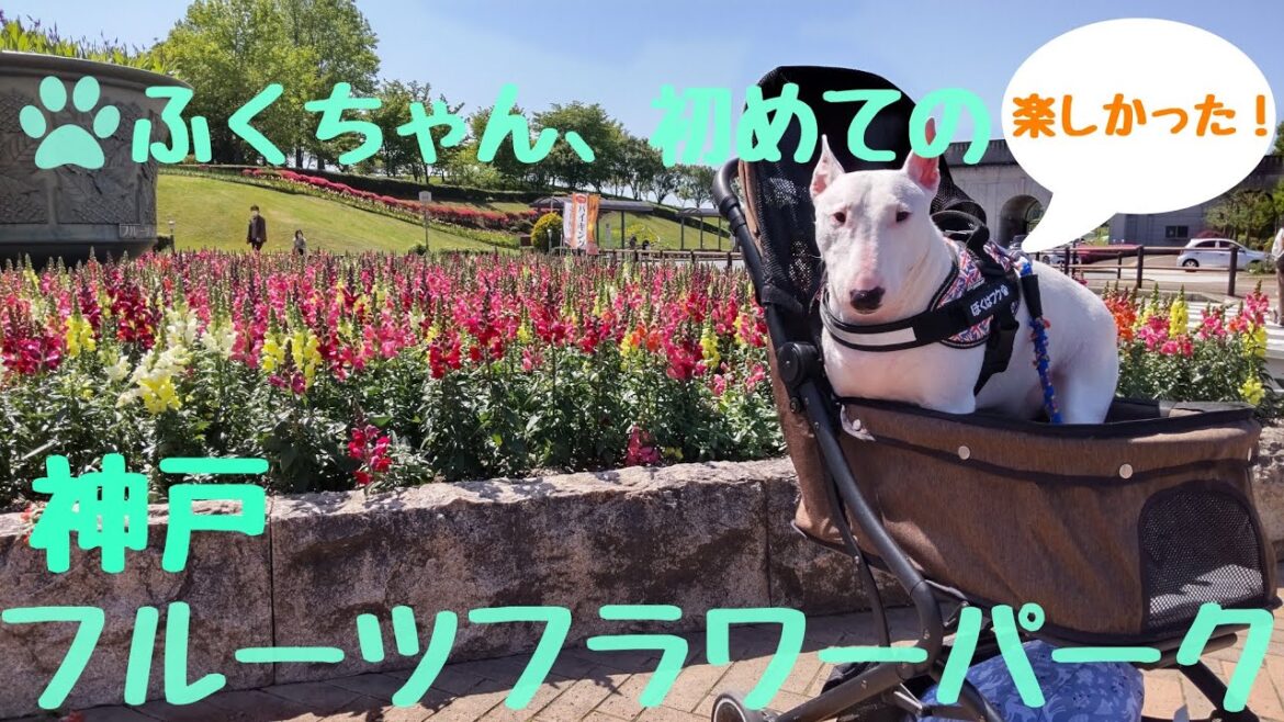 ［ミニチュアブルテリア］  ふくちゃん、初めてのフルーツフラワーパーク💐#神戸フルーツフラワーパーク大沢#犬#dog