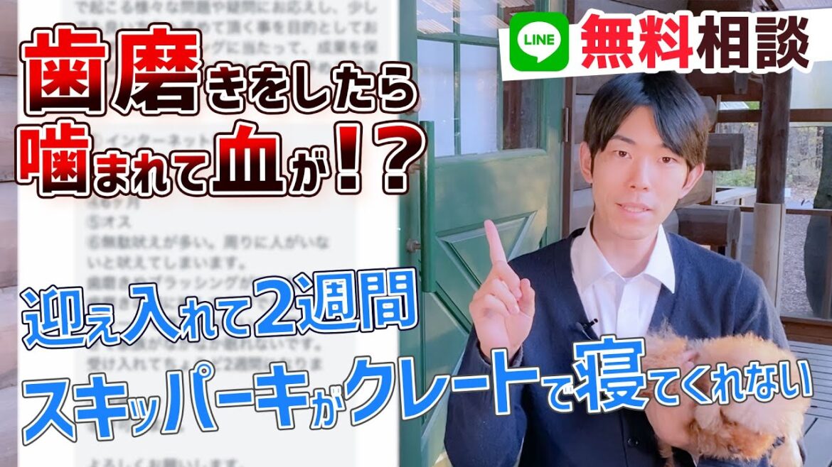 【スキッパーキ 犬】飼い始めて2週間！深夜の無駄吠えに加えて噛まれて血が！？どうすればいいのかプロドッグトレーナーが解説致します！