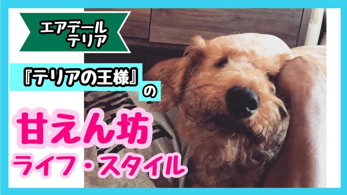 パパが大好きすぎるエアデールテリア、ジェイ君。あの手この手で甘えます。The Airedale terrier which daddies love