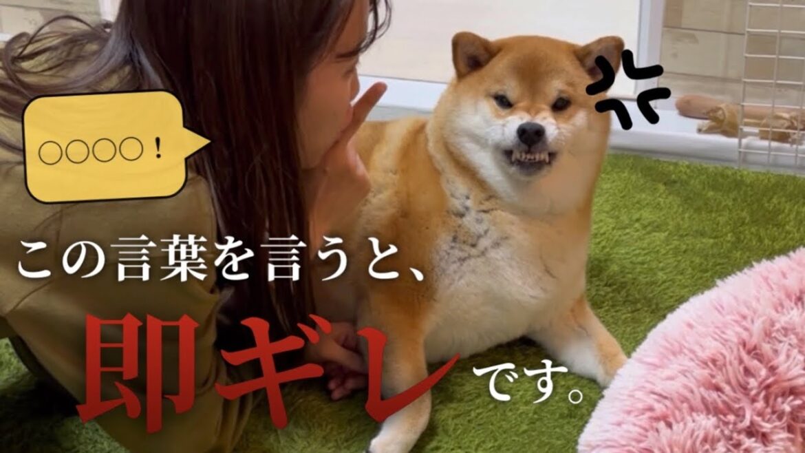 【柴犬】人間の言葉を理解してる！？コレを言ったら確実に怒る言葉【ムキ顔】