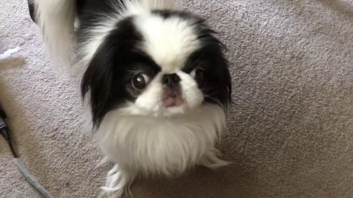 おねだり発動チンそらこ  やっぱり狆は犬Japanese Chin おねだり発動チンそらこ  やっぱり狆は犬Japanese Chin