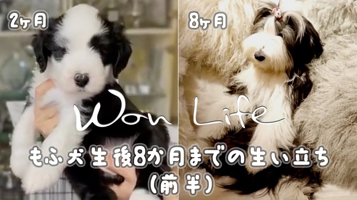 【田舎暮らしvlog】もふもふ犬 ビアデットコリー 子犬の成長記録まとめ！🐶💕