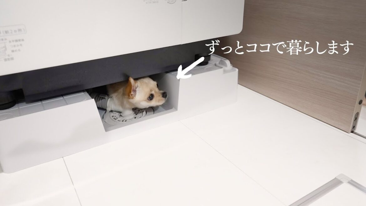 雷に怯えるチワワ！怖くてたまらず隠れちゃいました...