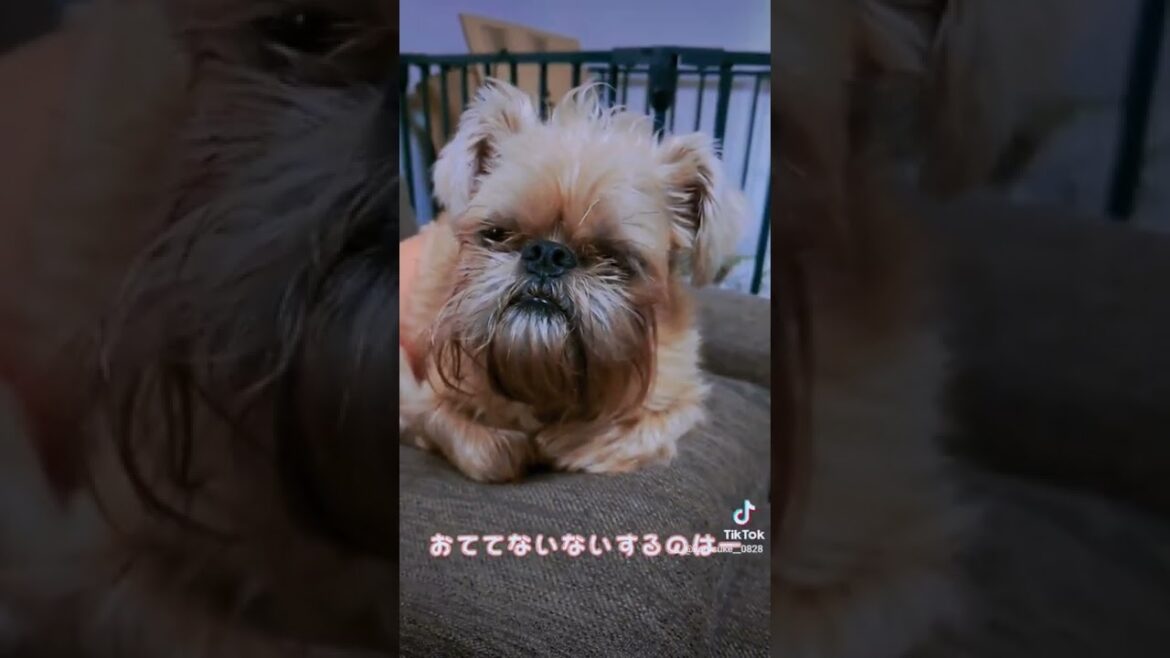 おててないない🐶🙌 【ブリュッセルグリフォン】#shorts #犬