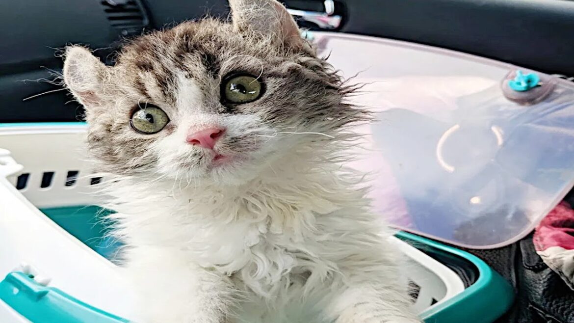 しっぽのない子猫。保護された一週間後に姉も見つかり奇跡の再会を果たす【感動】