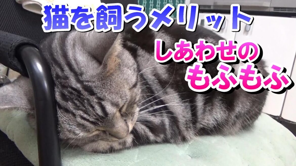 猫を飼うメリットと特権（アメリカンショートヘア）