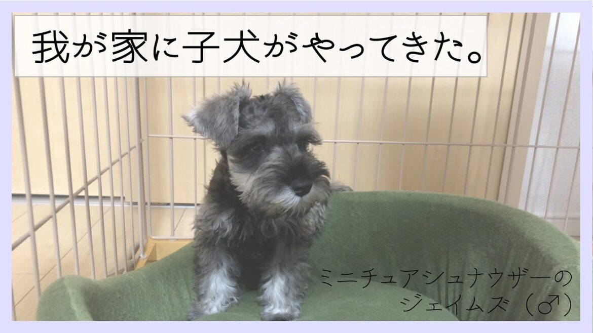 【はじめてのお迎え】子犬がお家にやってきた！ミニチュアシュナウザーの赤ちゃん「ジェイムズ」（生後2ヶ月半）