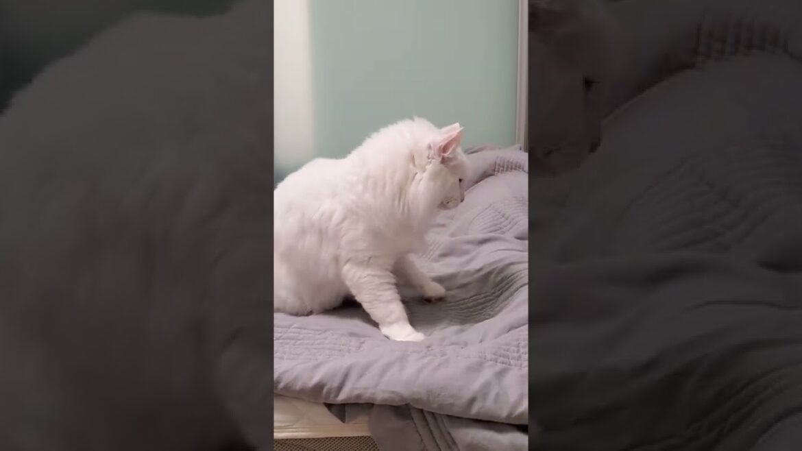猫のふみふみ #shorts #猫動画 #アメリカンカール 猫のふみふみ #shorts #猫動画 #アメリカンカール