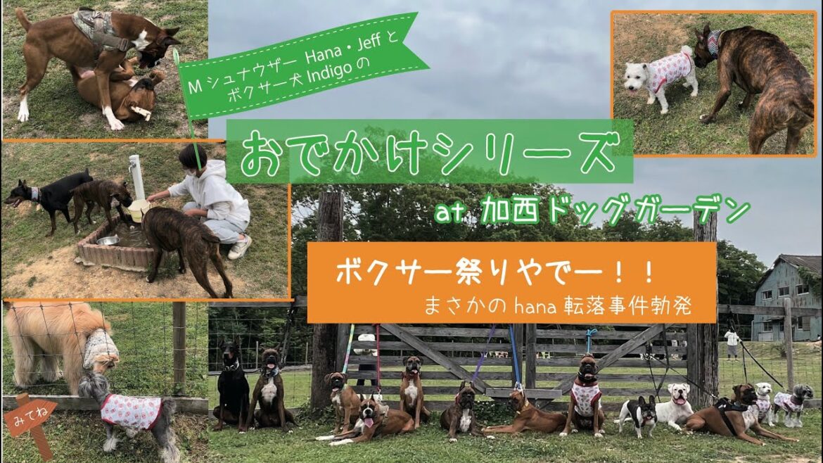 【Mシュナウザー Hana & Jeff と ボクサー犬 Indigo】加西ドッグガーデンに行ってきたよ！！hanaのまさかの転落事故あり。総勢9頭のボクサー大集合♡♡