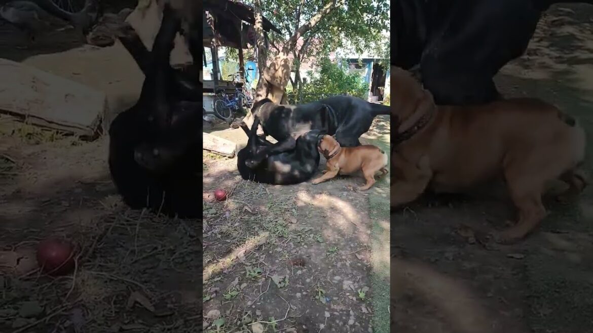 Неаполитанский мастиф играет с лабрадором./ Neapolitan mastiff playing with a labrador.