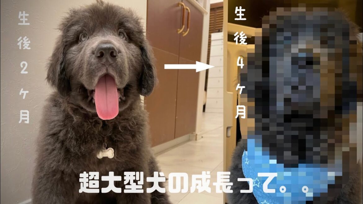 実はこんなに成長してしまいました。【ニューファンドランド】【パピー】