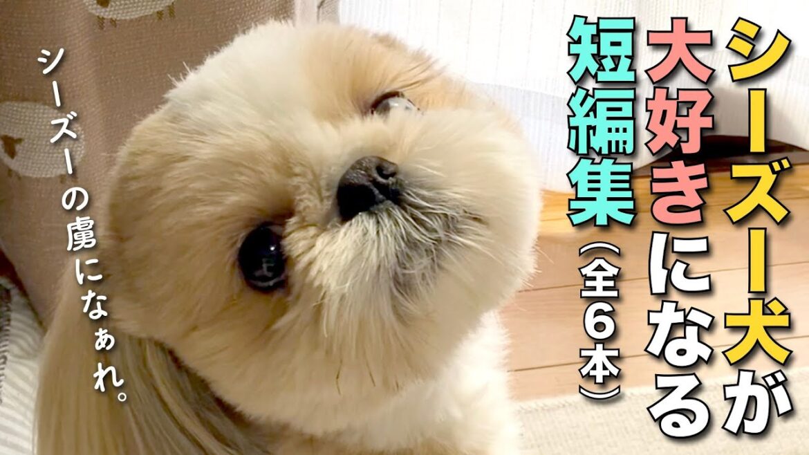 【シーズー】シーズー犬が可愛すぎて、シーズー犬が大好きになり、シーズー犬の虜になる短編集 -6本立て-【185】