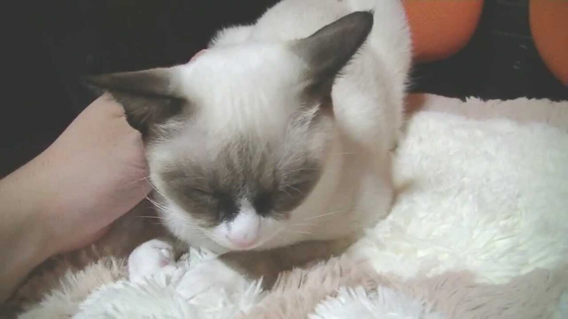 スノーシュー　猫の顔に住む蝶 butterfly lives in　cat face