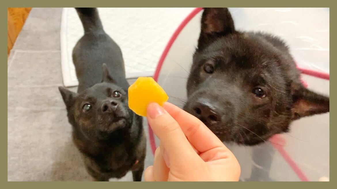 【甲斐犬】オヤツを使って遊んでみたら賢い甲斐犬に即攻略されちゃいました