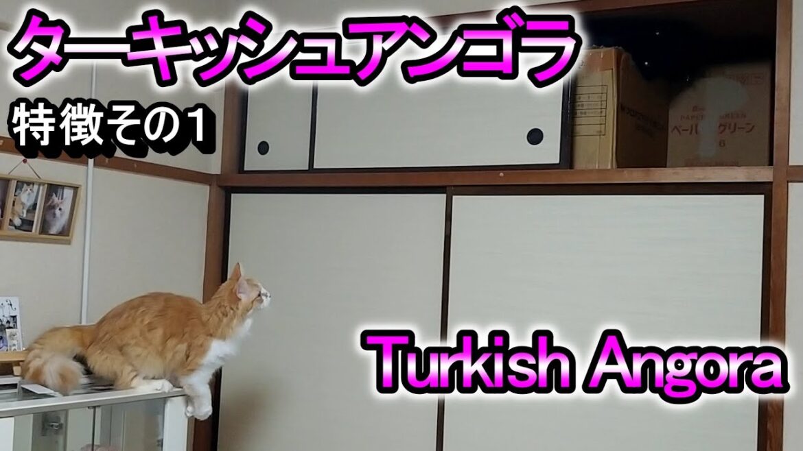 トルコの国宝　ターキッシュアンゴラの特徴その１【誰も行けない高い所が大好き】／Turkish Angora
