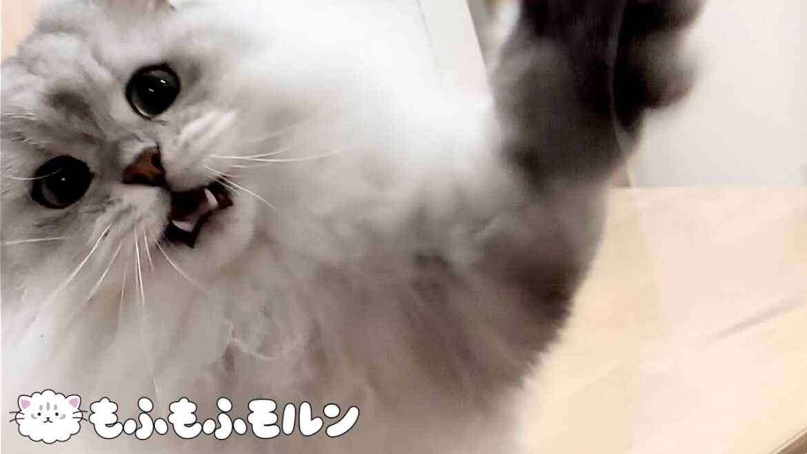 可愛い猫パンチをお楽しみください 【サイベリアン】